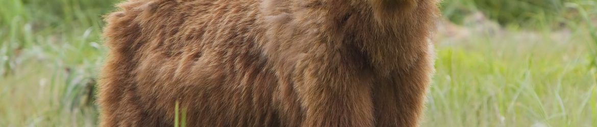 Bear Empowerment Reiki